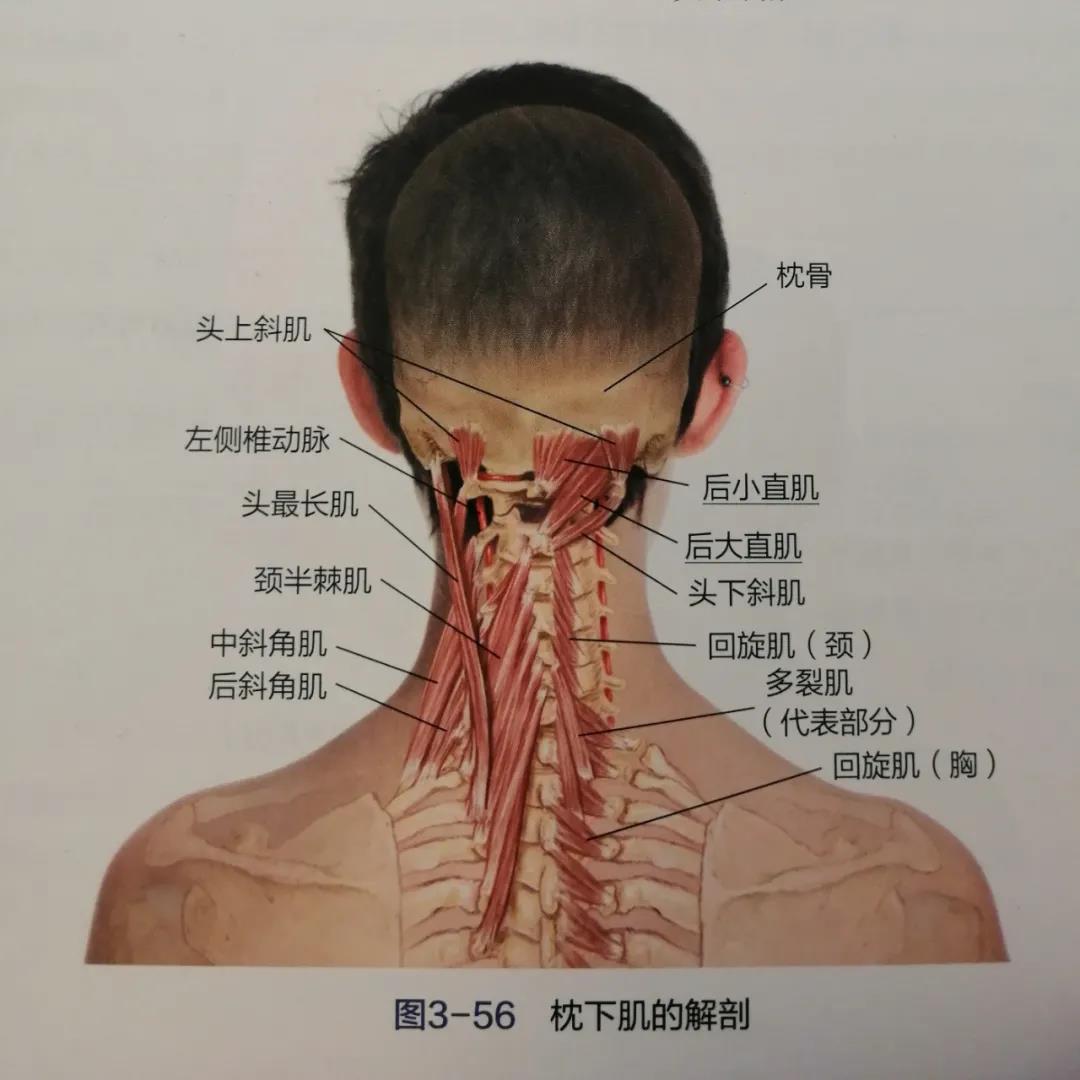 头颈肌肉解剖图解图片