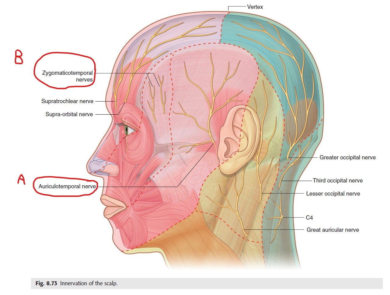 InkedInnervation of the scalp_LI.jpg