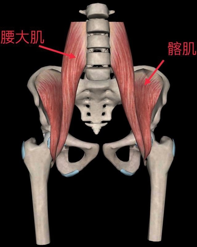 腰大肌间沟解剖位置图片