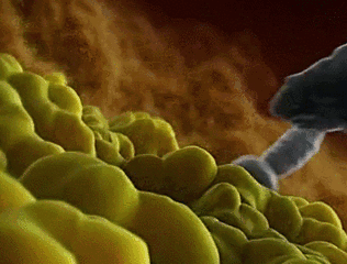 精卵结合4.gif