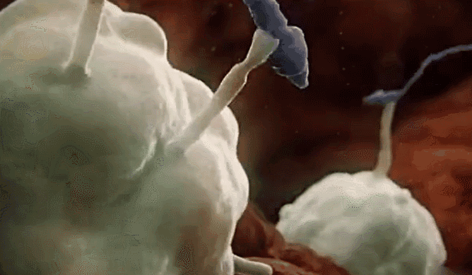 白细胞抓住精子.gif