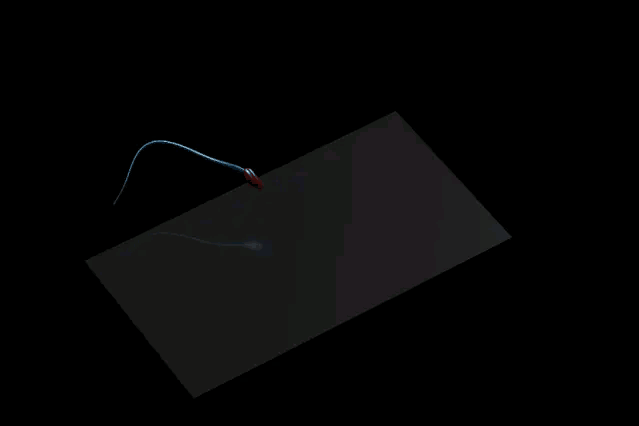 精子螺旋形运动.gif