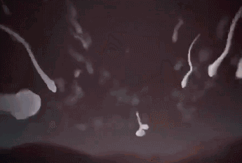 精子游泳.gif