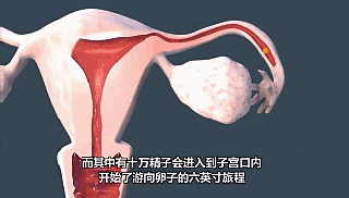 精子进入子宫.gif