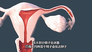 精子卵子结合.gif
