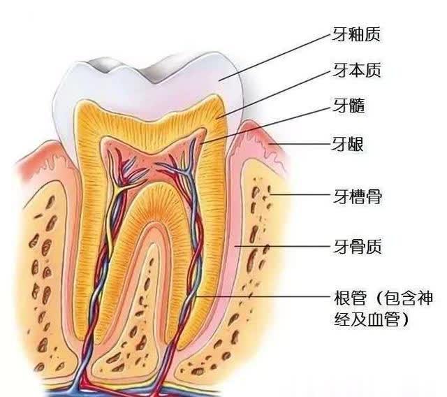 根尖周炎的治疗方法图片