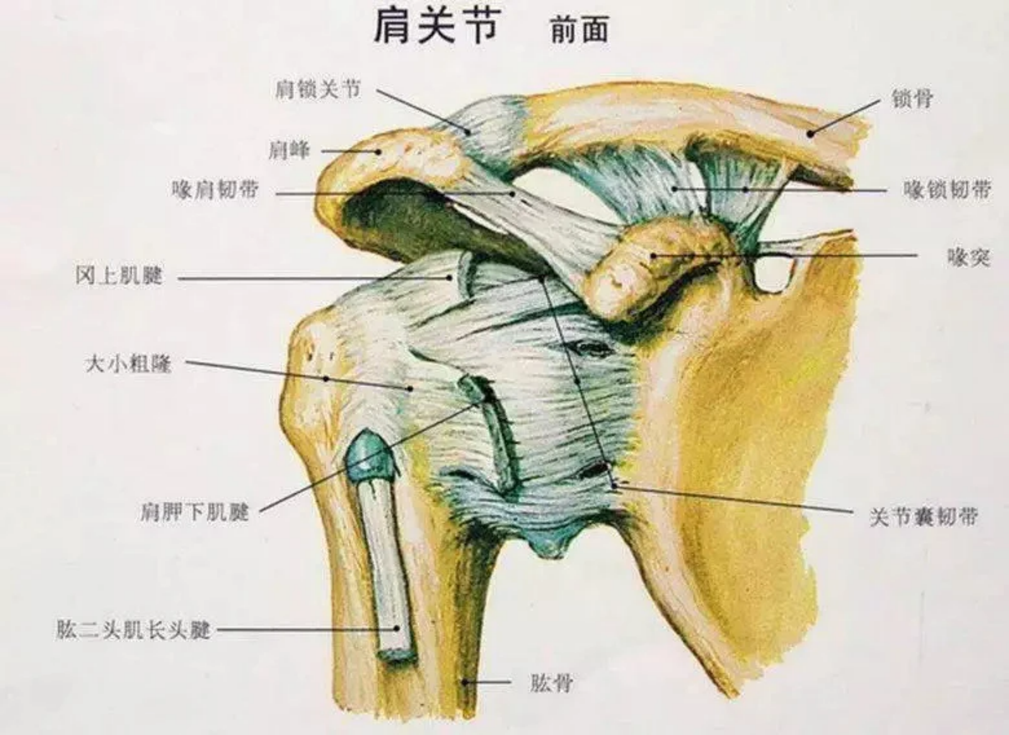 肩周炎位置示意图图片