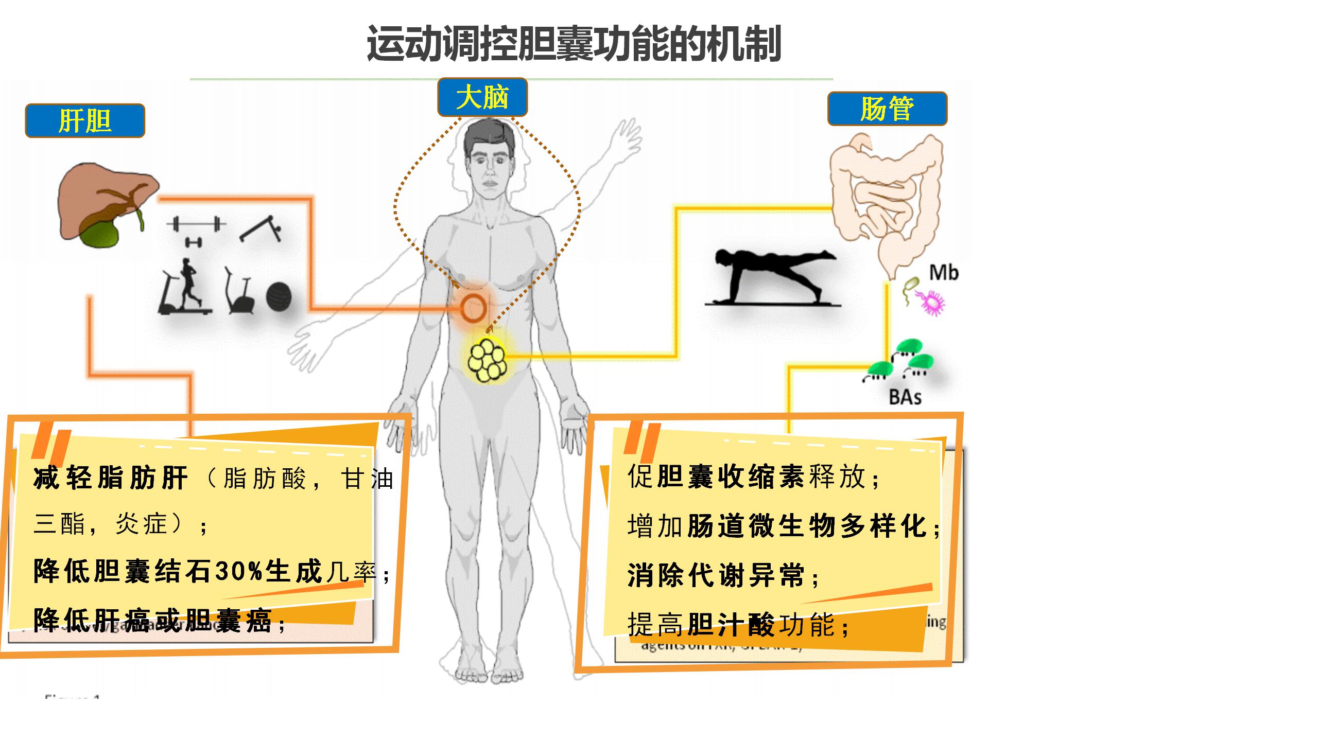 运动调控胆囊功能机制.jpg