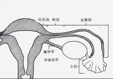 不孕症为何要查输卵管？生殖科医生带你全方位了解