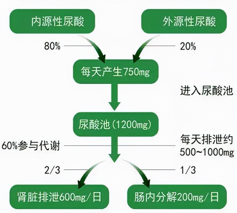 尿酸80%源自自身合成，那痛风患者还需控制食物中摄入的尿酸吗？