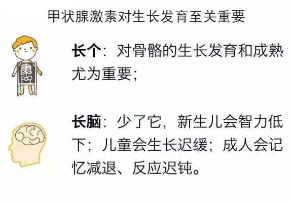 甲减变「胖」？该怎么减肥？