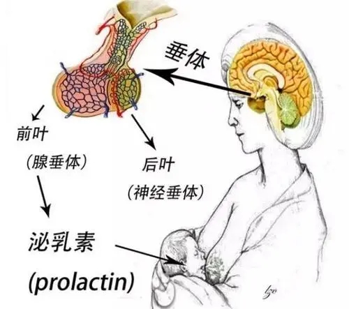 泌乳素.webp.jpg