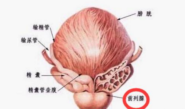听说纵欲过多或是手淫过多导致前列腺炎？要禁欲吗？