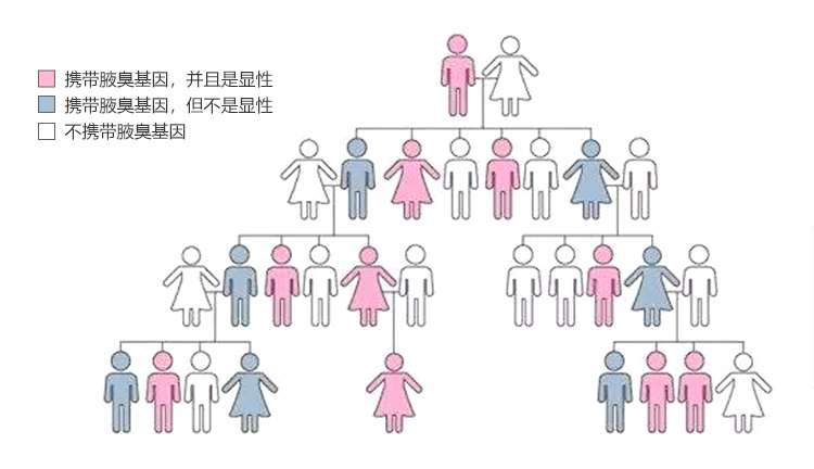遗传图.jpg