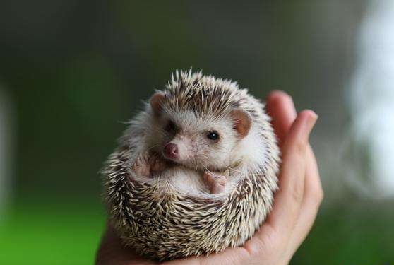 刺猬.jpg