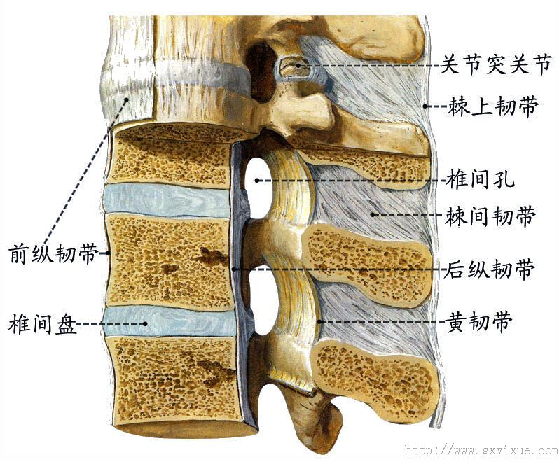 后纵韧带解剖图图片