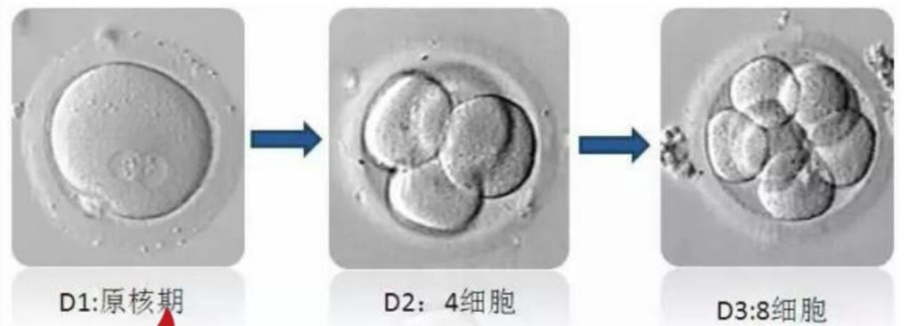 胚胎 (2).JPG