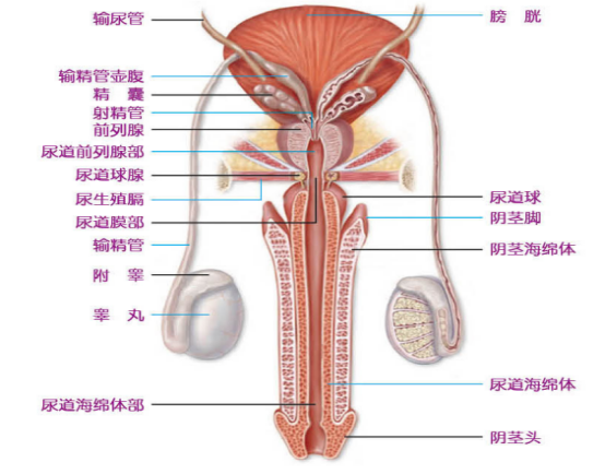 我发育了吗男生 下部图片