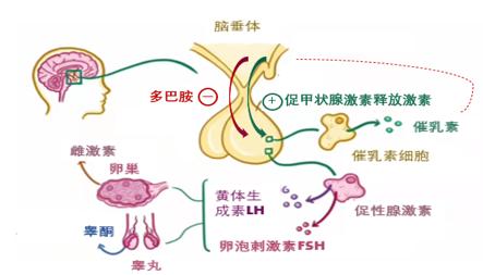 泌乳素.jpg