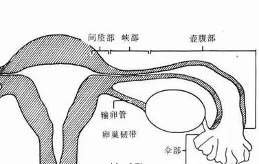 近端和远端.JPG