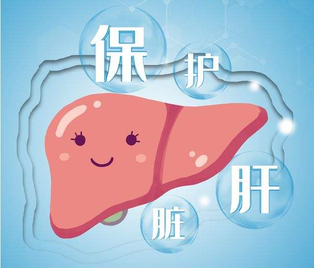 保护肝脏.jpeg