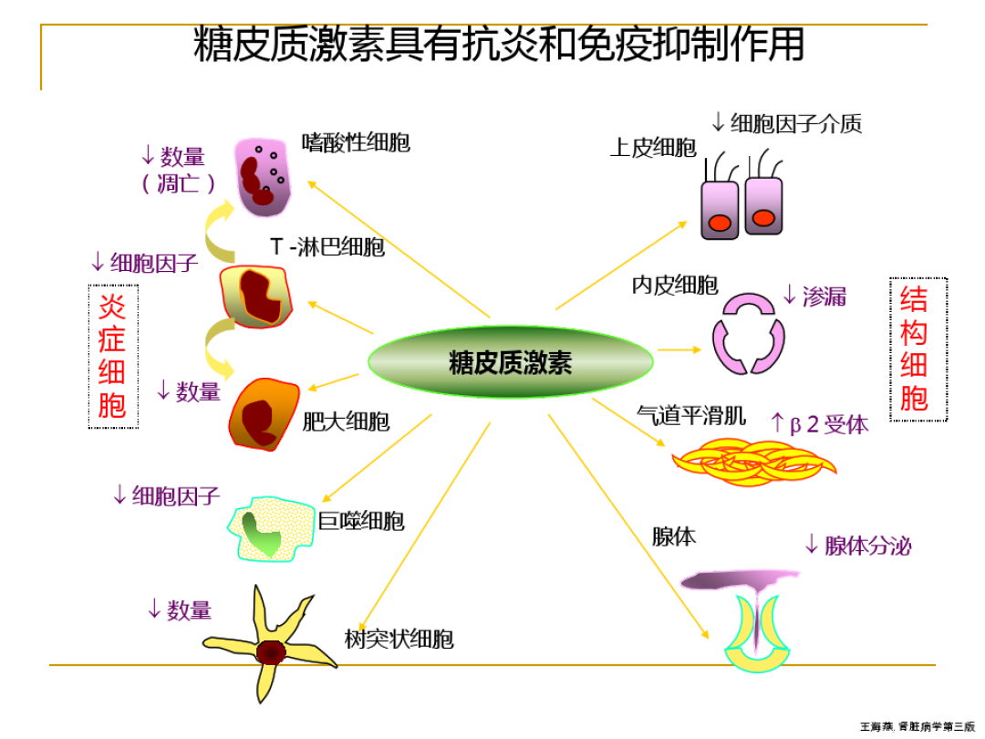 糖皮质激素.jpeg