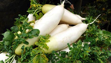 Image result for 白萝卜