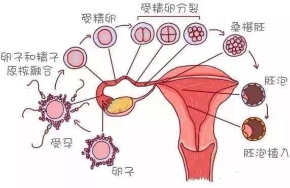 关于卵泡监测,你想了解的都在这里