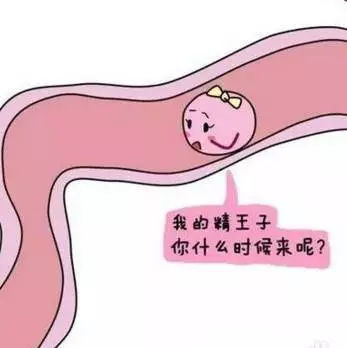 卵泡长得好不好 来看看卵泡监测的那些事