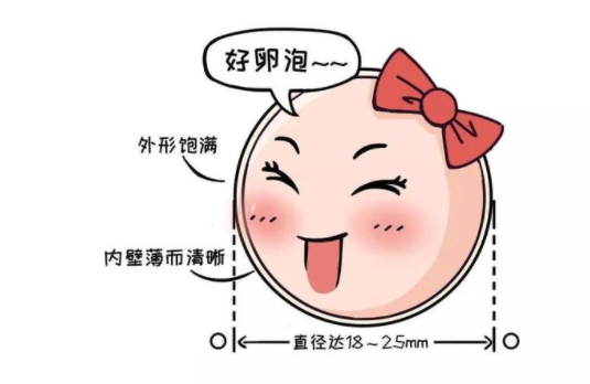 又大又圆的 好卵子 是怎么养出来的