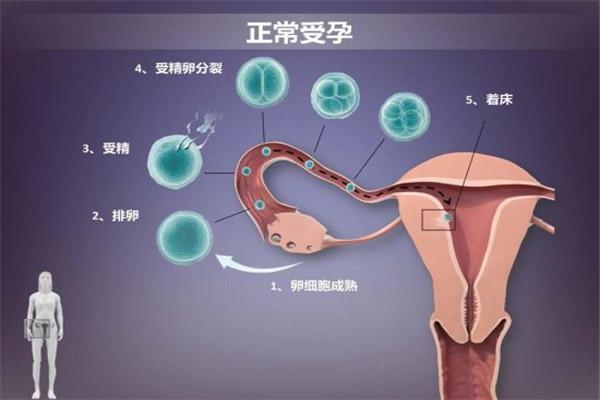 这是你不了解的试管婴儿,成功率低看是不是这原因