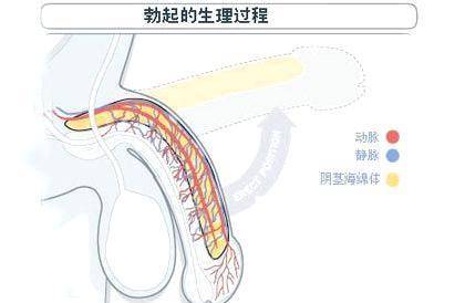 为什么老是晨勃图片图片