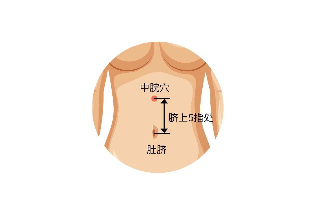 腹中的准确位置图片图片