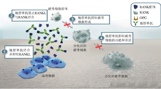 地舒单抗,既用于骨质疏松,也可用于实体肿瘤骨转移的治疗__财经头条