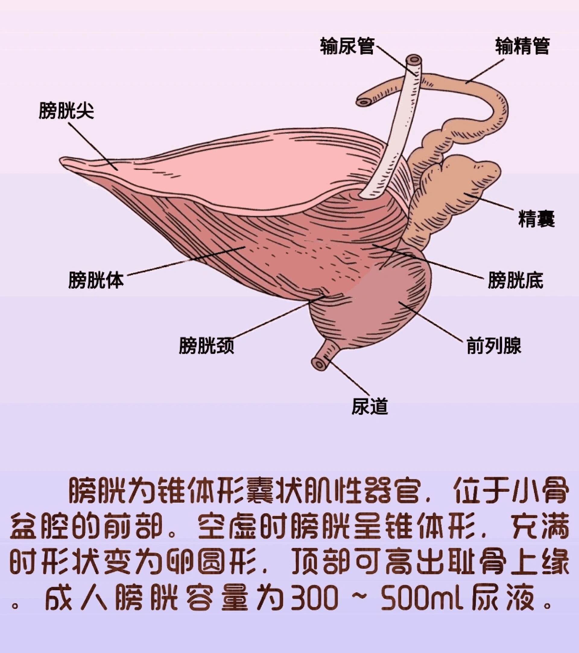 膀胱充盈后出现漏尿现象,常见于男性