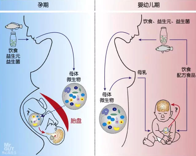 来自母亲的有益菌肠道菌群的微生态平衡如果没有充分的脑发育,出生后