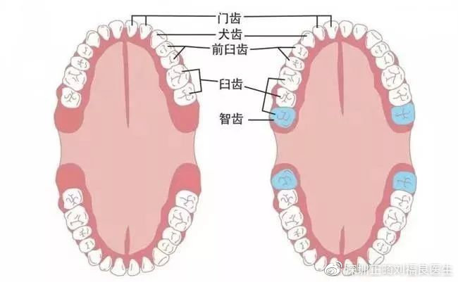 智齿的位置