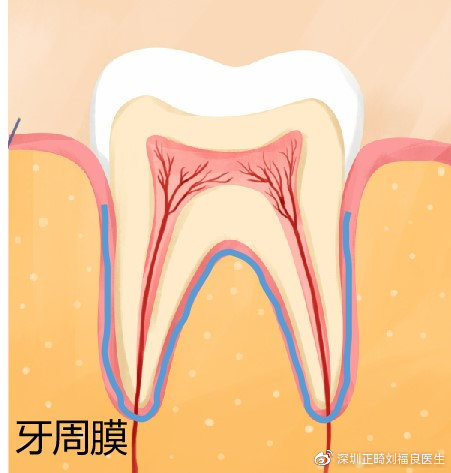 牙周膜