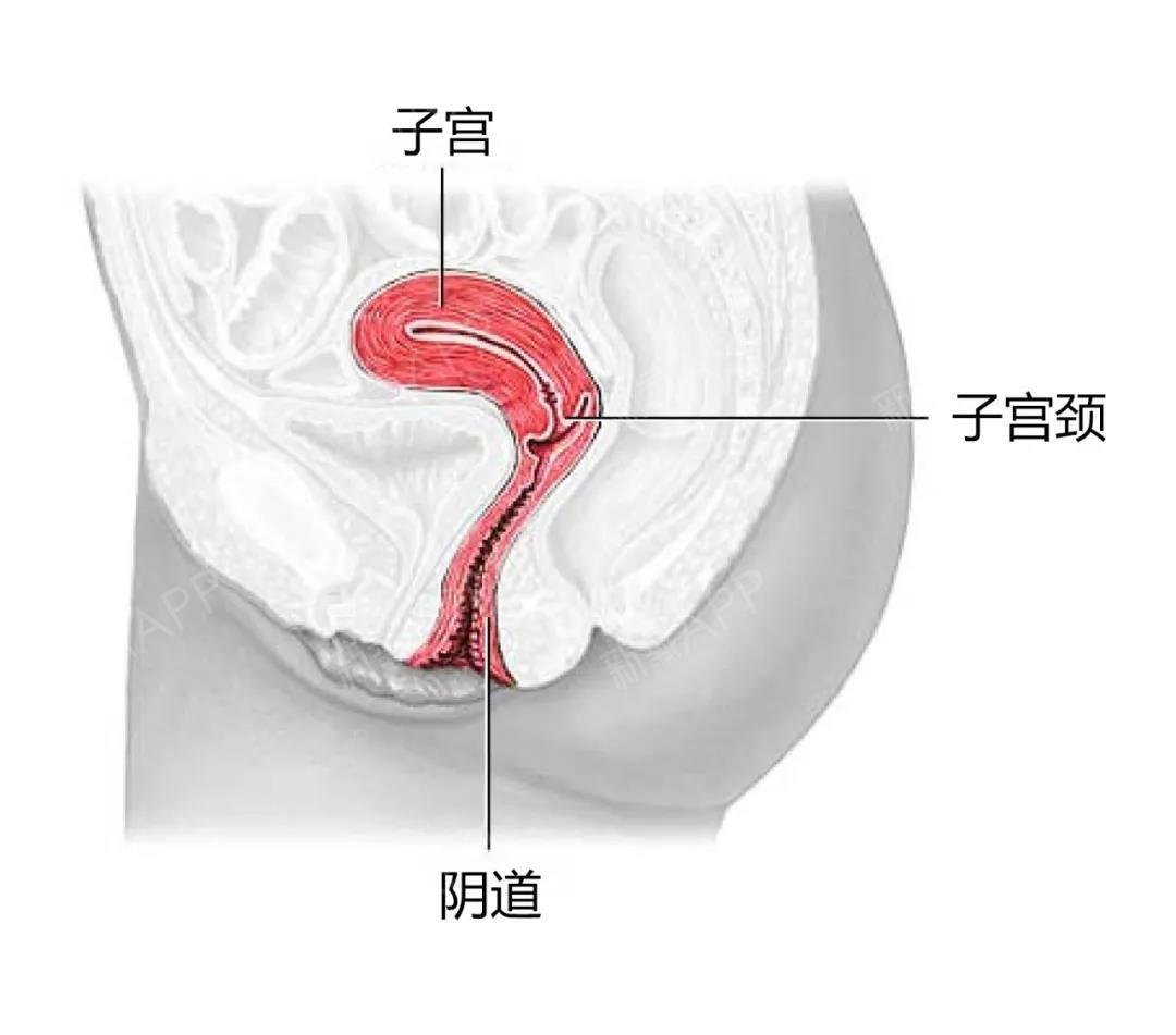阴道 