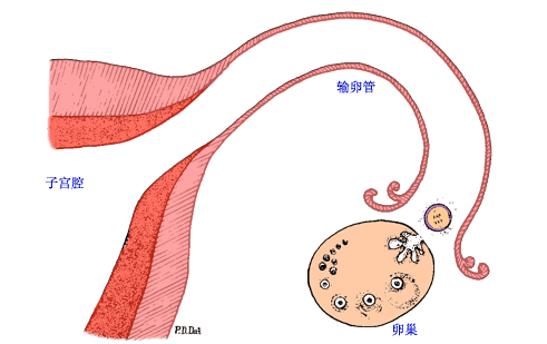 在输卵管的蠕动和大量的纤毛的推送之下,卵子被运送到较为宽敞的
