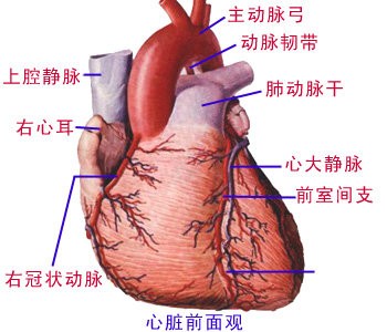 心血管二科