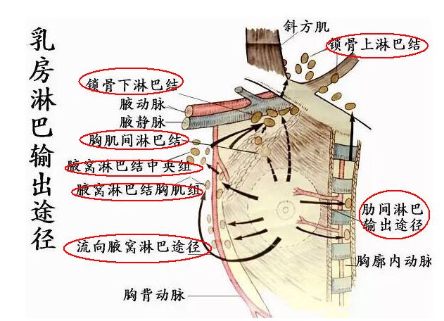 乳房淋巴结的位置图片图片