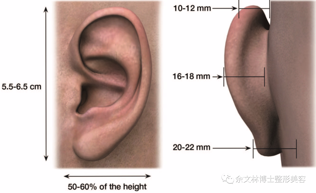 耳甲庭图片