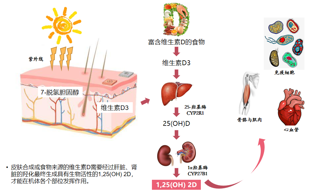 维生素d能提升免疫力,但90%的人都缺乏,你缺不缺?