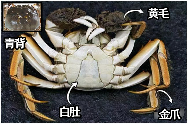 螃蟹怎么看公母图片