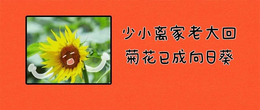 揭秘 | 菊花，是怎么被你撑裂的？