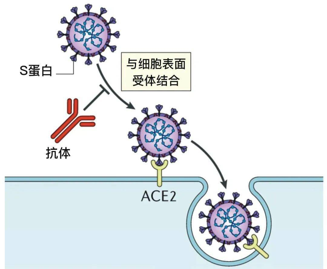 根據新冠病毒感染人體的機制(新冠病毒的表面刺突蛋白即s蛋白與人細胞