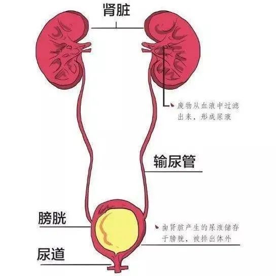 输尿管位置图片