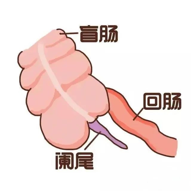 惊 | 阑尾竟可“变废为宝”？机器人“巧手”不放支架也能解决输尿管狭窄