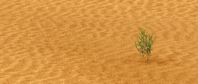 为了赎罪，这个日本人在中国“吃”了10年沙。